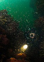 Dykutfärder på Kullaberg